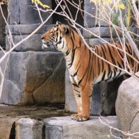 El-Paso-Zoo-New-Tiger-Belahat-11