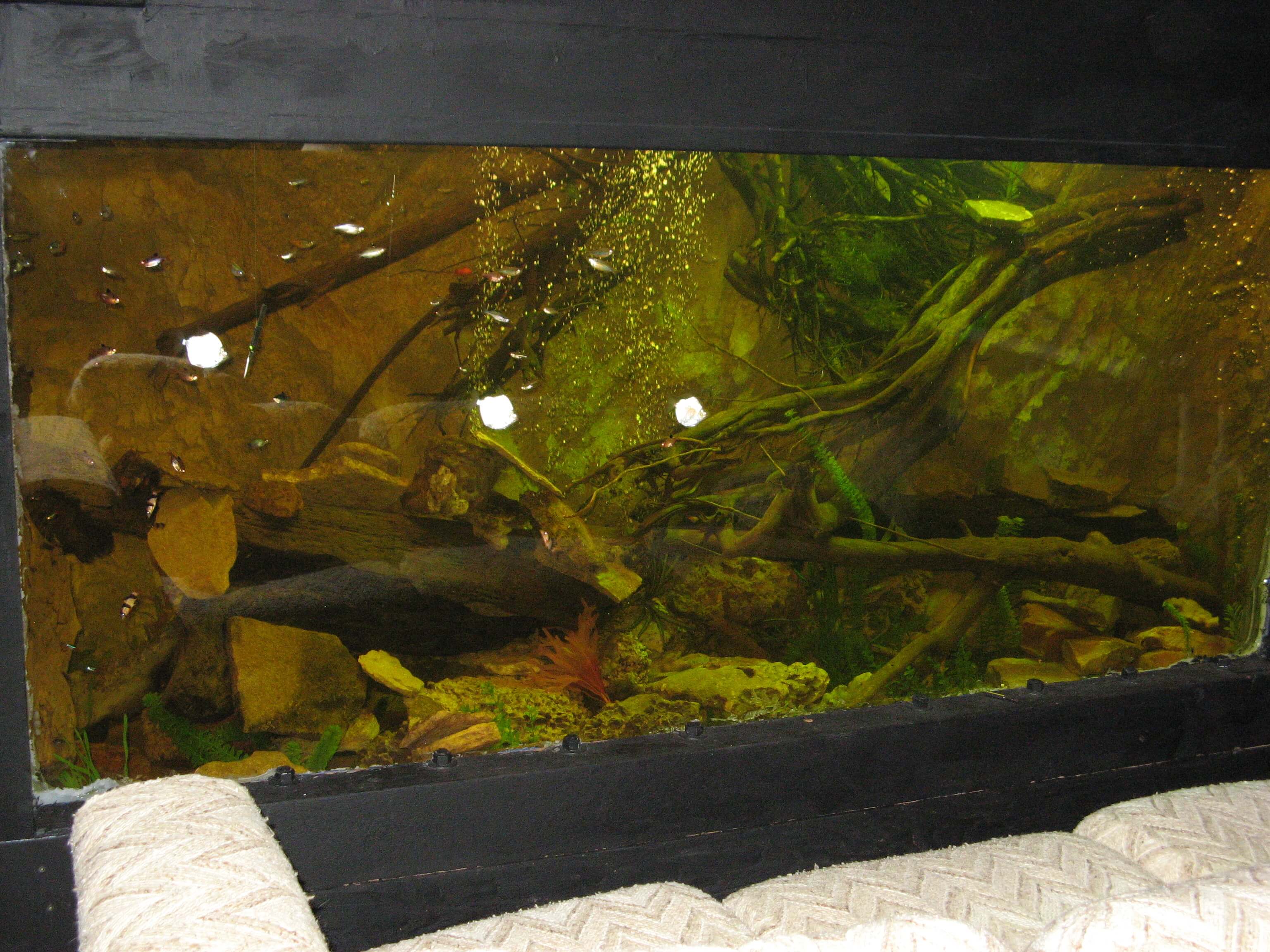 Waterproofing Plywood Aquarium & Fish Tank | SANI-TRED